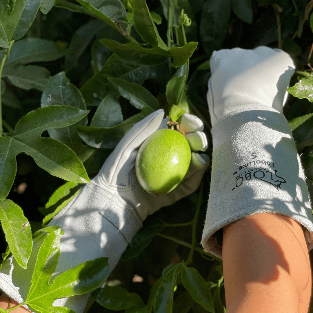 LoboLuxe™ Series Long Cuff Goatskin Gloves - Pair