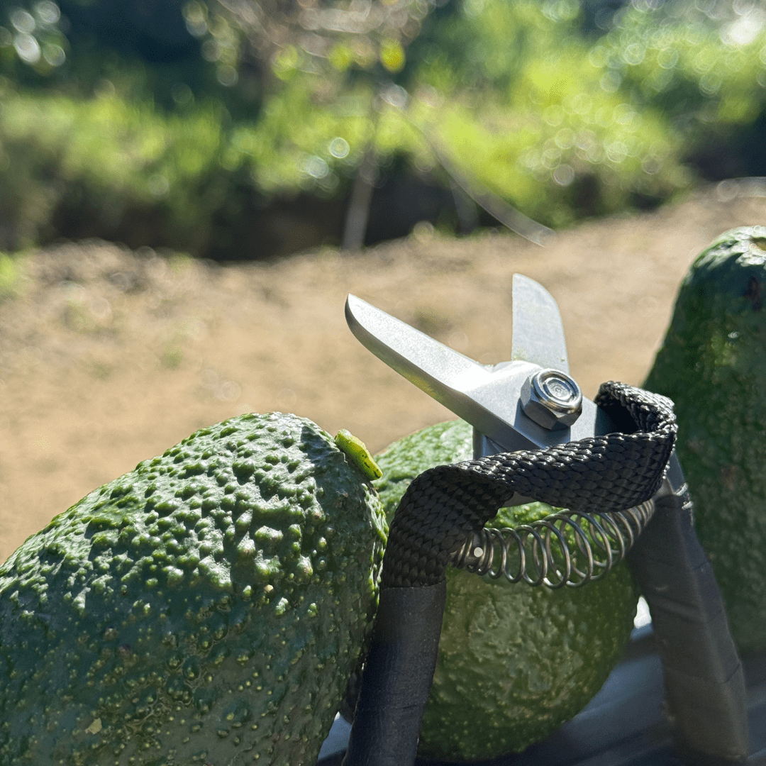 Avo Lemon Clipper (Lobo) Aguacate/Limón Shear