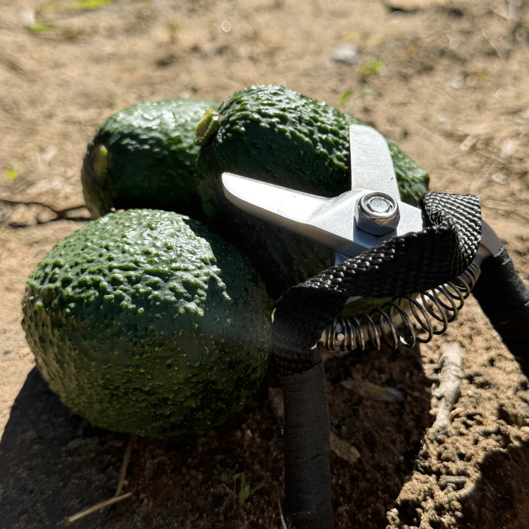 Avo Lemon Clipper (Lobo) Aguacate/Limón Shear