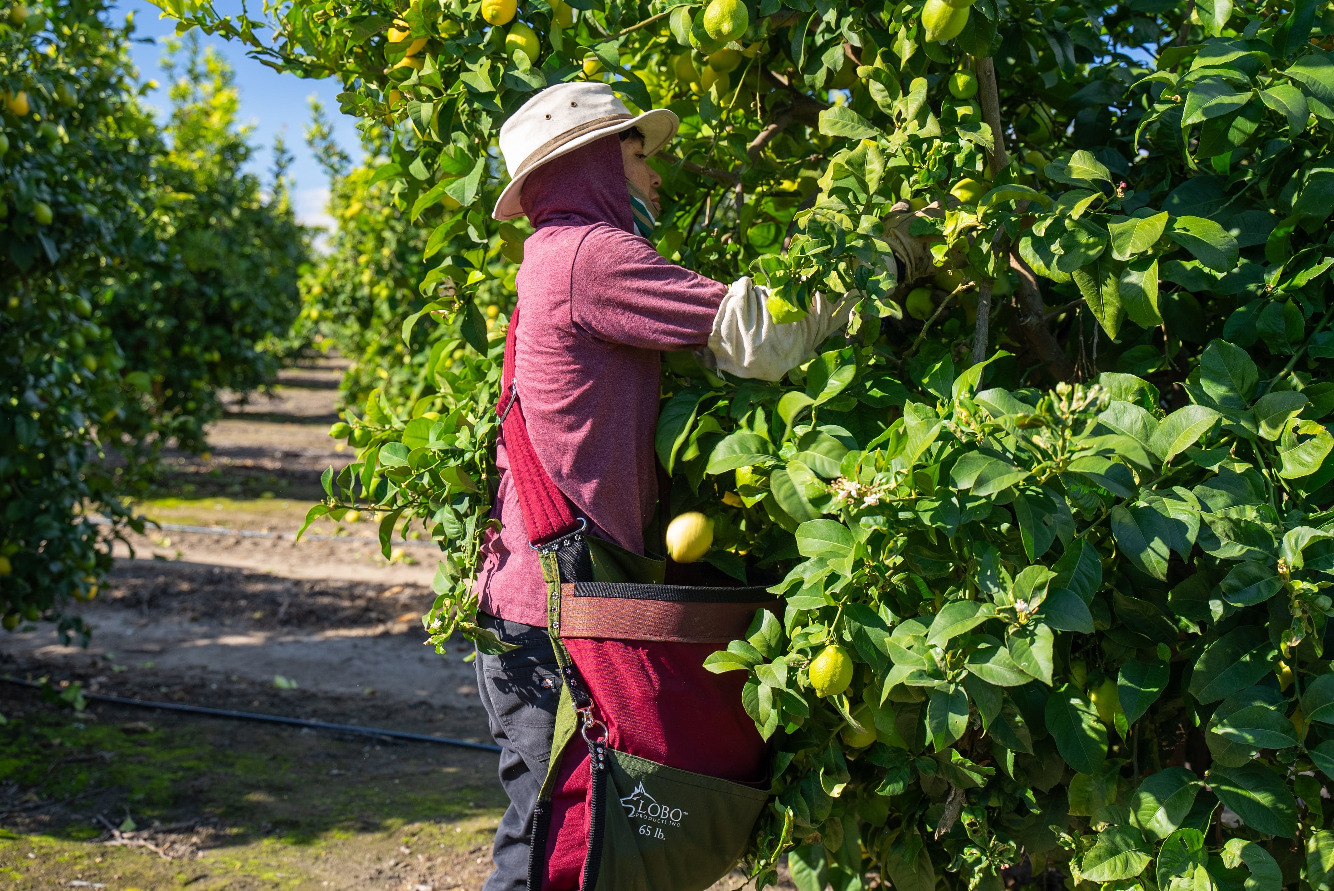 Lobo Fruit Picking Bag - Citrus Bag