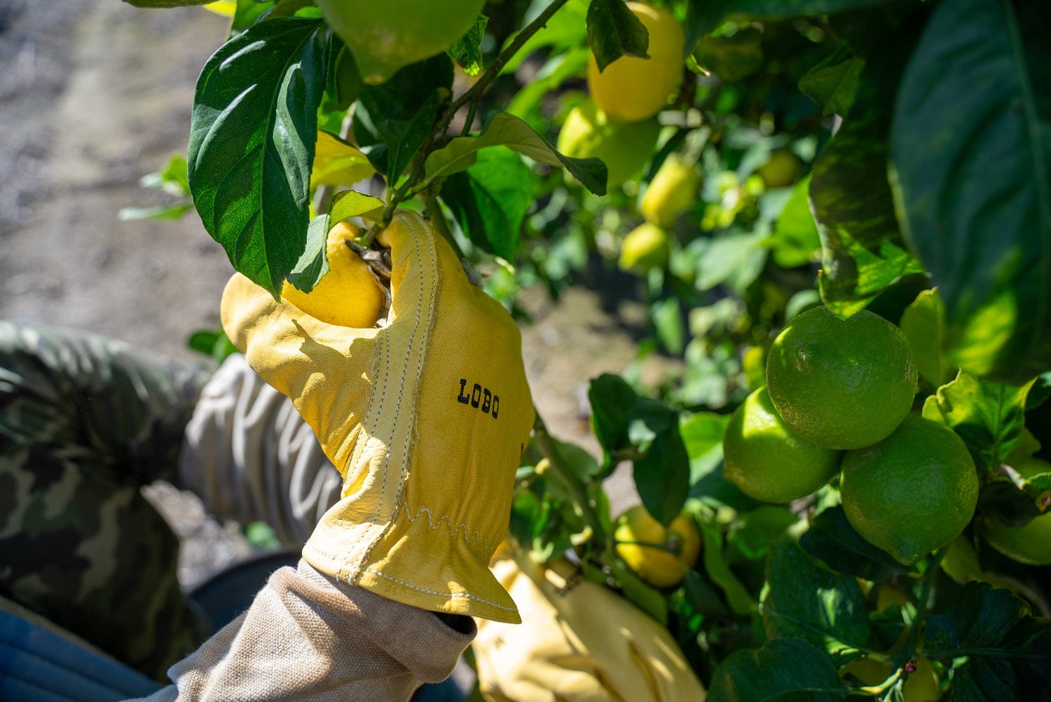 Guantes de Conductor de Cuero Amarillo (Lobo) - Cuero Vaqueta