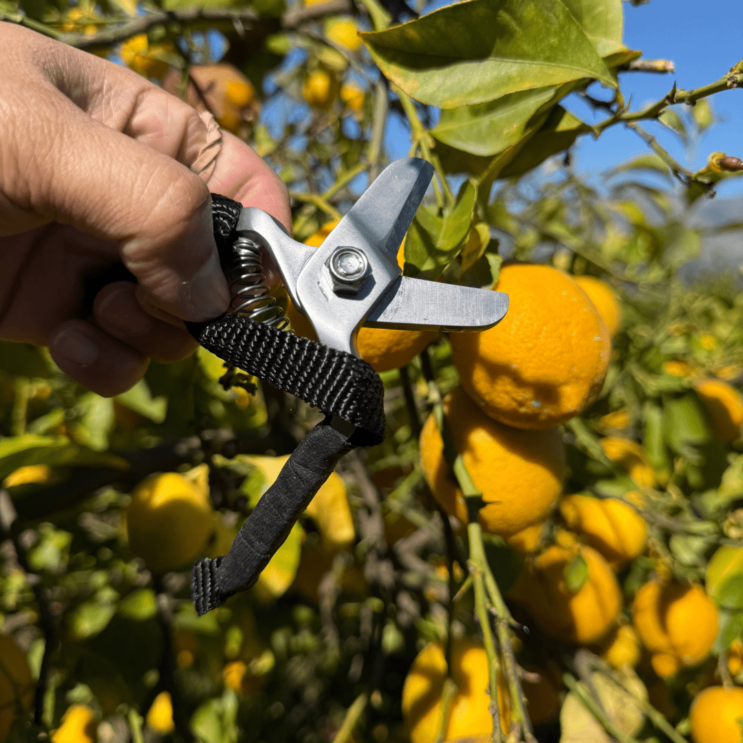 AvoLemon Clipper - Avocado and Lemon Harvesting Shear (Pre Sale)