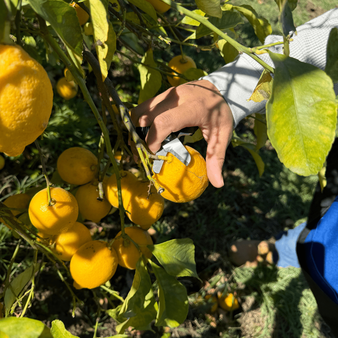 Avo Lemon Clipper (Lobo) Aguacate/Limón Shear